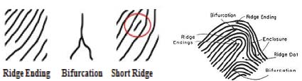 Figure 2 : Fingerprint image showing different ridge features