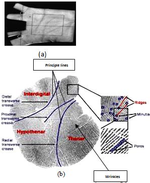 Figure 4 : (a) CCD-based palm print image, (b) ROI, ridges and valleys of palm The palm print system recognition consists of four parts as shown in fig.5