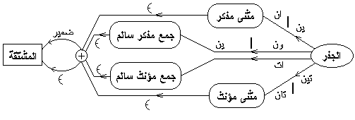 Figure 5 : Derivation Rules Arabic language distinguishes between feminine and masculine morphemes. It also distinguishes between single, dual, feminine safe plural and/or masculine safe plural morphemes.Figure 5
