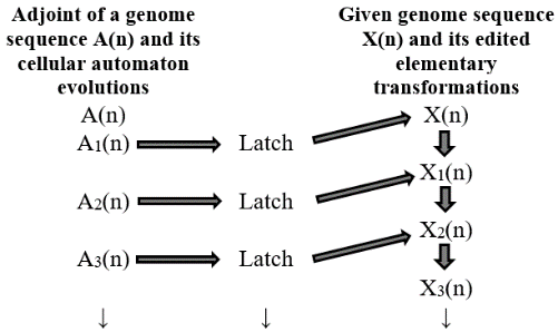 Fig. 6: Thymine based genome editing (T-saturation at 40 th evolution)Fig.7shows the result of G-latching the genome sequence, that is, Guanine based genome editing. Since the image is quite large, a small portion of it is shown here. It was observed that the G-saturation of the genome sequence occurred while editing the previous elementary transformation of the genome sequence using the 15th evolution of the G(n).