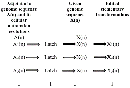 Computer Science and Technology Volume XX Issue I Version I Year Elementary transformations of the genome sequence are edited using the rule number 90 based cellular automaton evolution of GT(n).