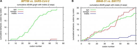Figure 7: The extremely high purifying pressure observed for the RBM in the comparison of pangolin coronavirus MP789 and SARS-CoV-2 contradicts the principles of natural evolution. Synonymous and nonsynonymous mutations in the RBM region are analyzed between related coronaviruses: A. pangolin coronavirus MP789 (MT121216.1) and SARS-CoV-2 (NC_045512.2), B. bat coronaviruses BM48-31 (NC_014470.1) and BtKY72 (KY352407.1), and C. bat coronaviruses ZC45 and ZXC21. D. Alignment of the RBM sequences from all six viruses. The beginning and end of the RBM are labeled following the sequence of the SARS-CoV-2 Spike.