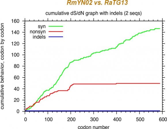Figure 10: Analysis of synonymous and non-synonymous mutations in S2 between RmYN02 and RaTG13. The abrupt change of trajectory of the non-synonymous mutation (red) curve and its subsequent flattening are observed.