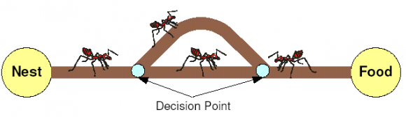 2 shows the establishment of the pheromone track back to the source node S. The forward ant only creates one pheromone track to the source node in node 6, but two tracks in node 5, via node 3 and node 4.