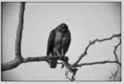 Figure 4 : The Original and Retrieved Images ORIGINAL IMAGES RETRIEVED IMAGES